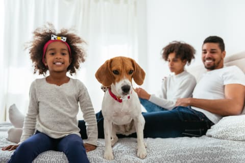 Best dogs for kids, beagle