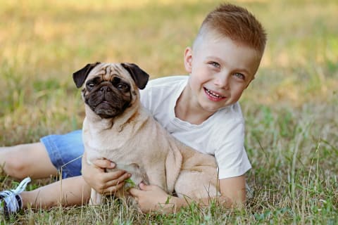 Best dogs for kids, pug